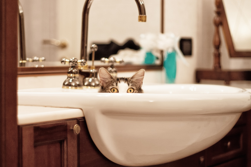 cataire valériane chat