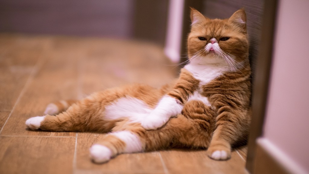 Un truc simple pour les chats qui font des bêtises CAT APART