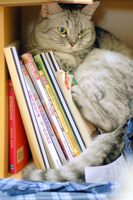 Le chat se repose sur une pile de magazines