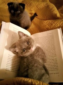Ce chat sert de marque page pour un livre !