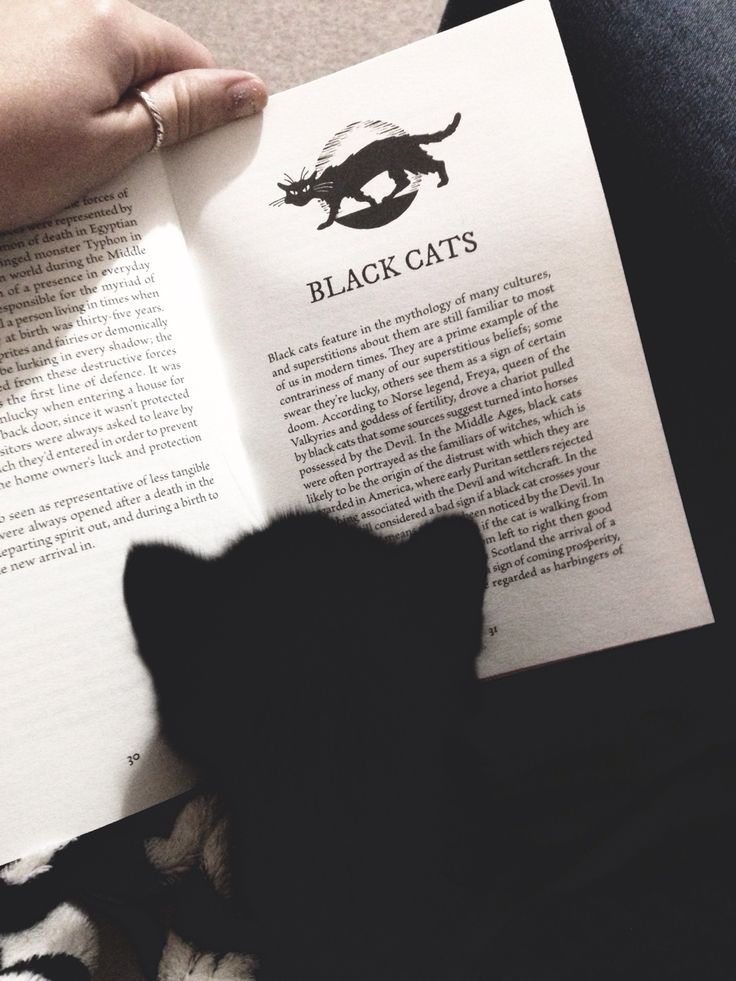 Un chat noir lit un livre