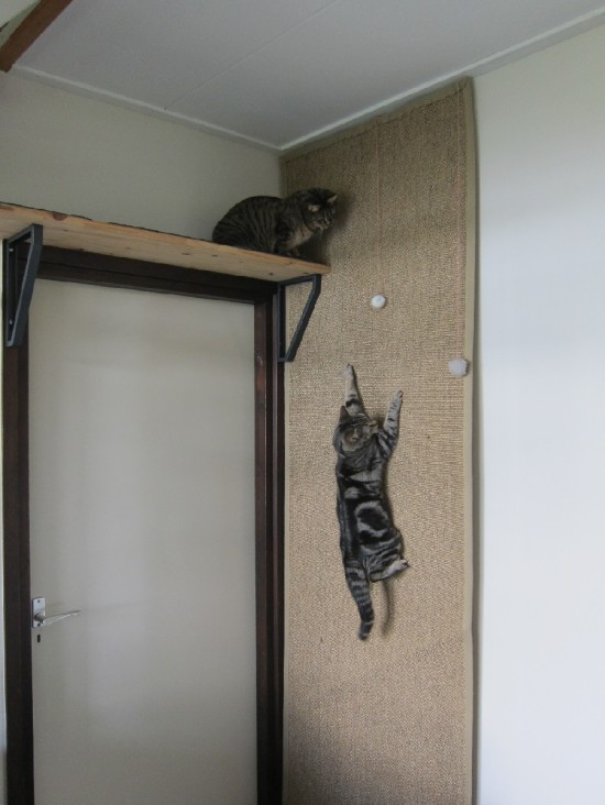 griffoir chat pour porte