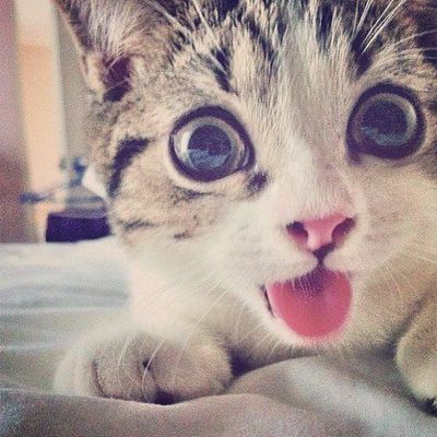 Ce chaton tout mignon a les pupilles dilatées 