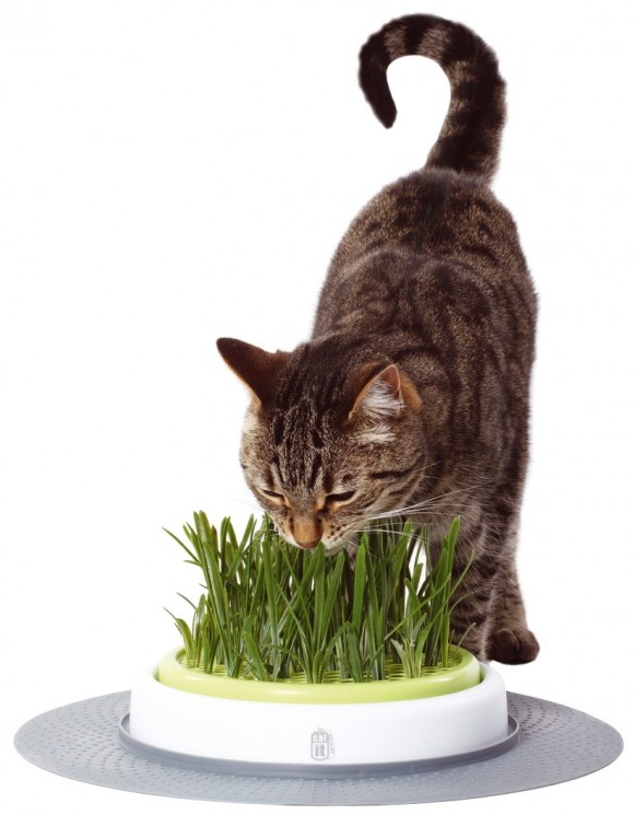 L’herbe à chat est un excellent choix pour aider votre animal à se sentir dans son milieu naturel et pour éliminer les boules de poils