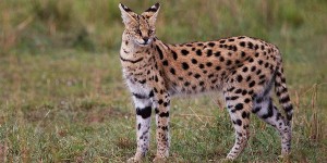 serval