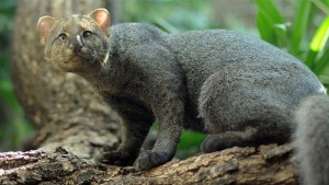 top-magnifique-chat-sauvage-especes-felins-mignon-cute-adorable-pelage-environnement-menace-8