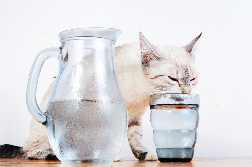 chat qui boit de l'eau