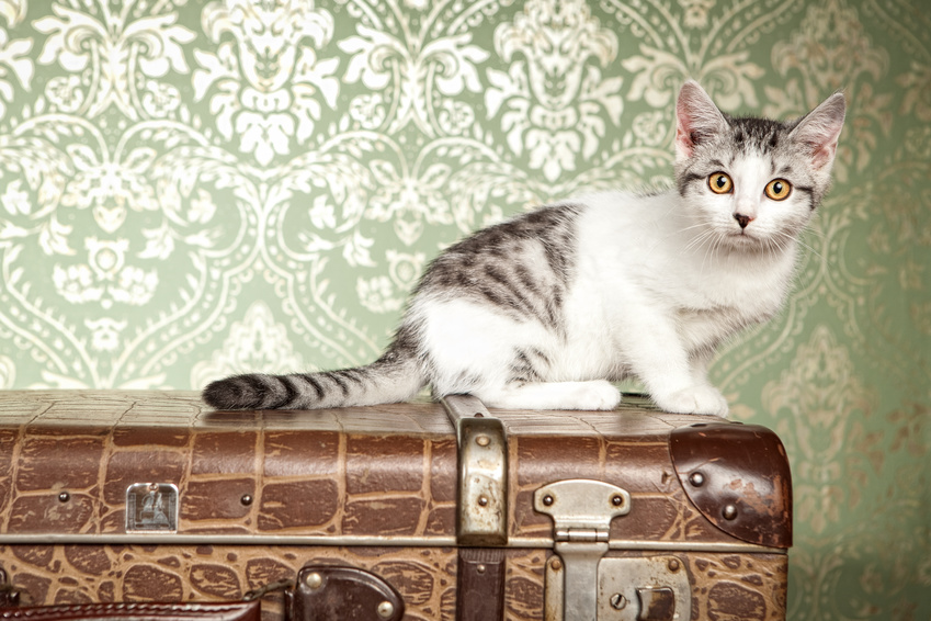 chat sur une valise
