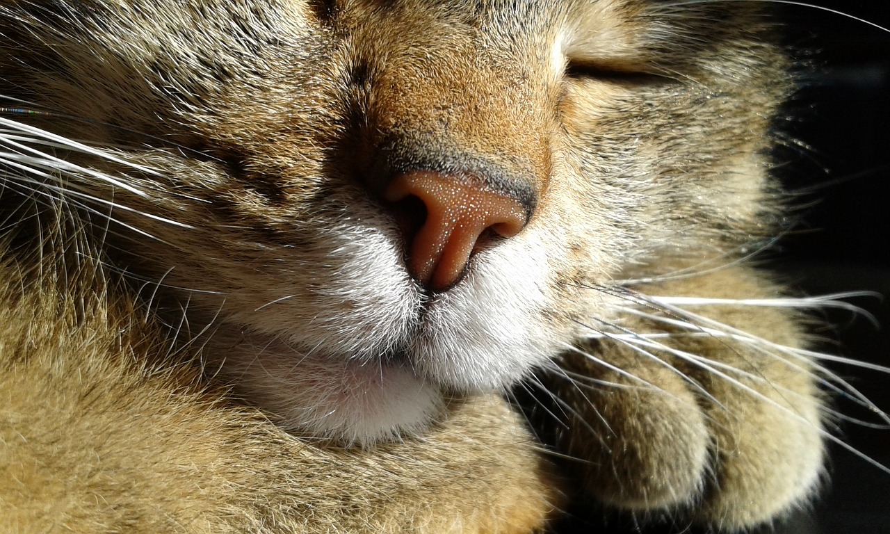 Chat qui dort paisiblement