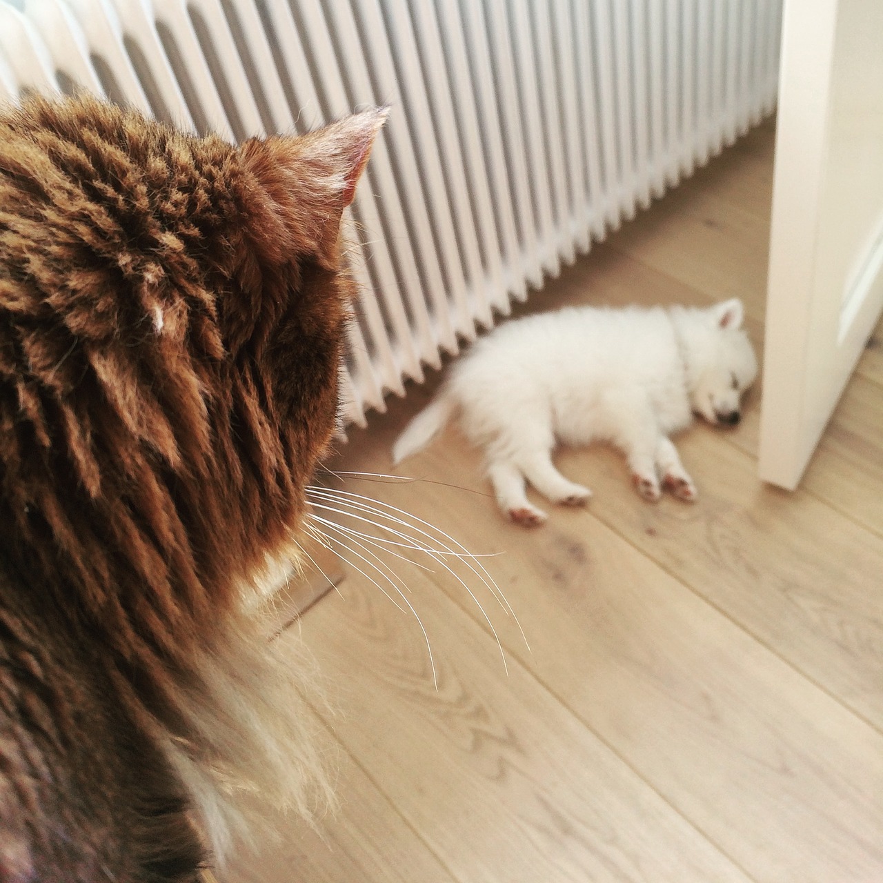 Chat qui regarde un chiot dormir