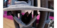 Arbre à chat Scenic View 197 cm - PETREBELS