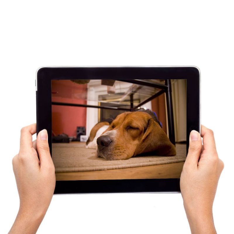 Caméra vidéo audio numérique pour chat Eyenimal
