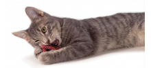 Jouet dentaire pour chat à la cataire Pretzel - PETSTAGES
