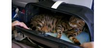 SLEEPYPOD AIR - Sac de transport pour petit chien et chat spécial avion