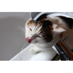 Pourquoi offrir une fontaine à eau à son chat ?