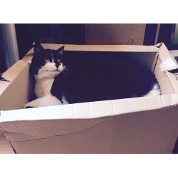 Pourquoi mon chat ne joue-t-il pas ?