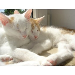 Adopter un deuxième chat : bonne ou mauvaise idée ? 