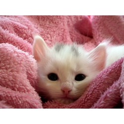 10 points à vérifier avant d’adopter un chaton