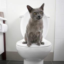 Comment éduquer son chat pour qu'il utilise les toilettes