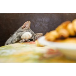 Les céréales et les allergies chez le chat