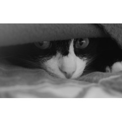 Pourquoi mon chat se cache-t-il toute la journée ? 