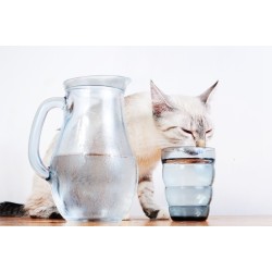 Savez-vous si votre chat boit trop ou pas assez ? comment optimiser sa prise d’eau au quotidien ?