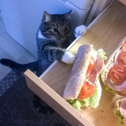 Au secours, mon chat vole la nourriture !