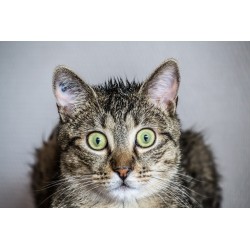 Pourquoi la plupart des chats ont-ils peur de l’eau ?