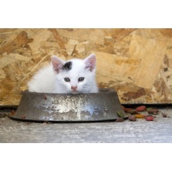 Pourquoi le chat est-il si délicat lorsqu’il s’agit de nourriture ?