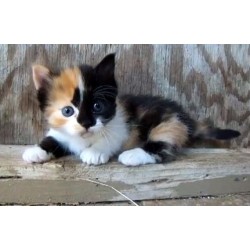 Les 5 qualités principales qu’un propriétaire de chat doit avoir