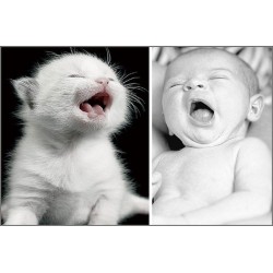 Les Chats et les Bébés
