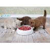 Gamelle pour chat à museau plat en céramique - LUCKY-KITTY