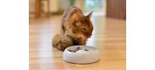 Gamelle pour chat à museau plat en céramique - LUCKY-KITTY