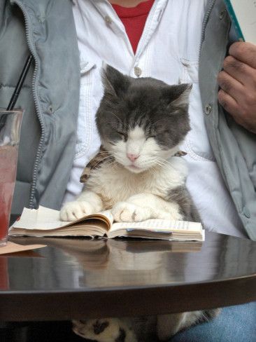 Ce chat lit un livre à la terrasse d'un café