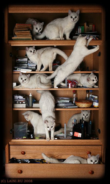Ces chats jouent dans la bibliothèque