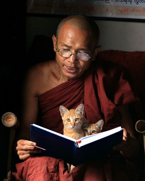 Deux chats lisent un livre avec un moine bouddhiste