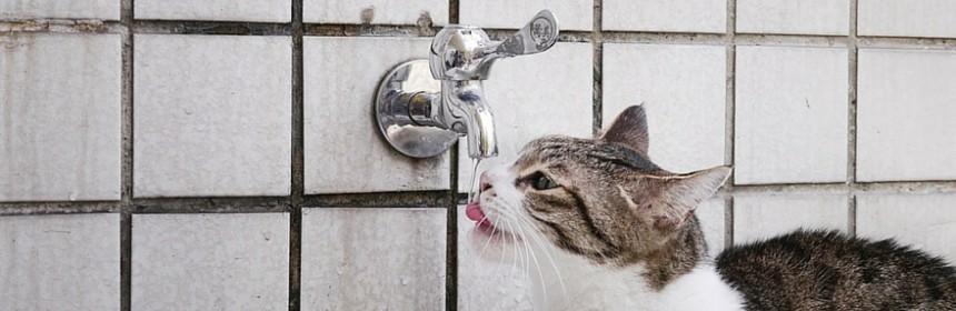 Une fontaine à eau pour chat est l’accessoire indispensable pour l’équilibre de votre petit félin.