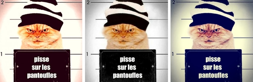 Suivez nos conseils pour nettoyer les taches d’urine de chat.