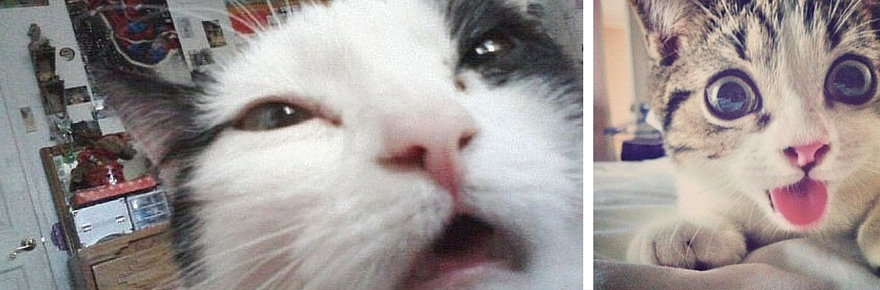 10 Chats Qui En Ont Trop Pris Cat Apart