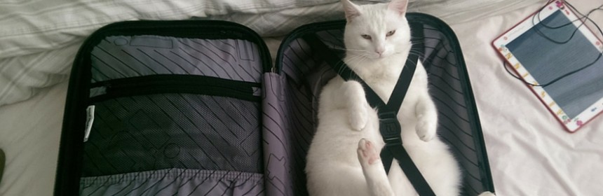 Suivez nos conseils pour choisir le sac de transport qui conviendra le mieux à votre chat durant vos déplacements.
