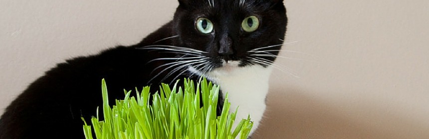 Offrez un coin de nature à votre chat en lui plantant un mini jardin d'intérieur  ! - CAT APART