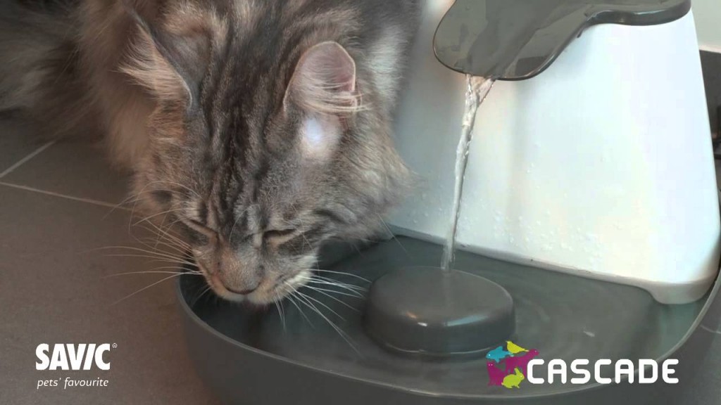 Comment Nettoyer Correctement Et Naturellement La Fontaine à