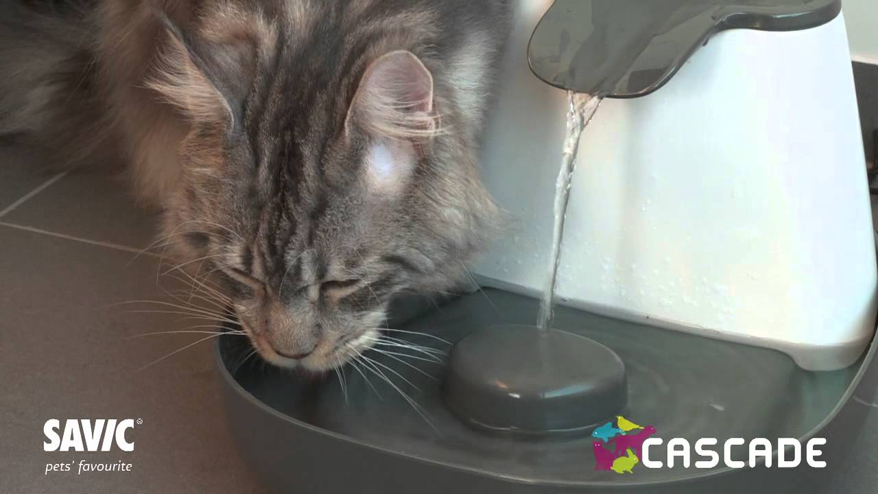 Comment Nettoyer Correctement Et Naturellement La Fontaine à