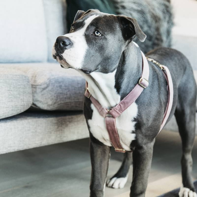 Colliers Laisses Harnais Médailles pour chien animalerie en ligne chat chien urbain