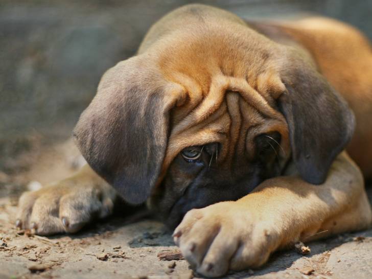 Comportement, éducation, les meilleurs anti stress pour chien animalerie en ligne chat chien urbain