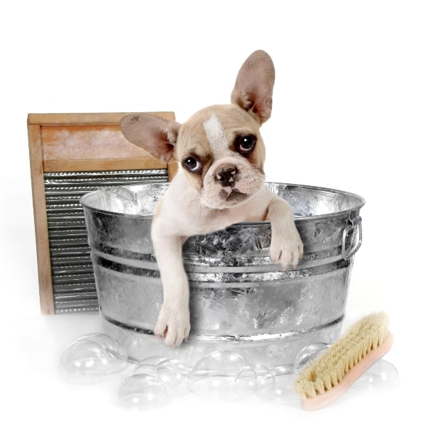 shampoing hygiène toilettage chien animalerie en ligne chat chien urbain