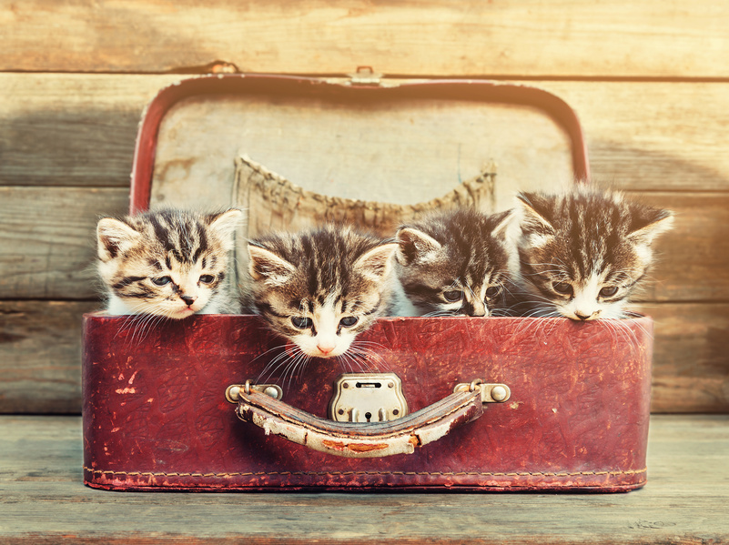 chatons dans une valise.jpg