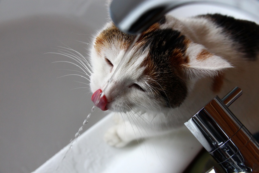 Pompe de remplacement pour fontaine à eau Lucky Kitty