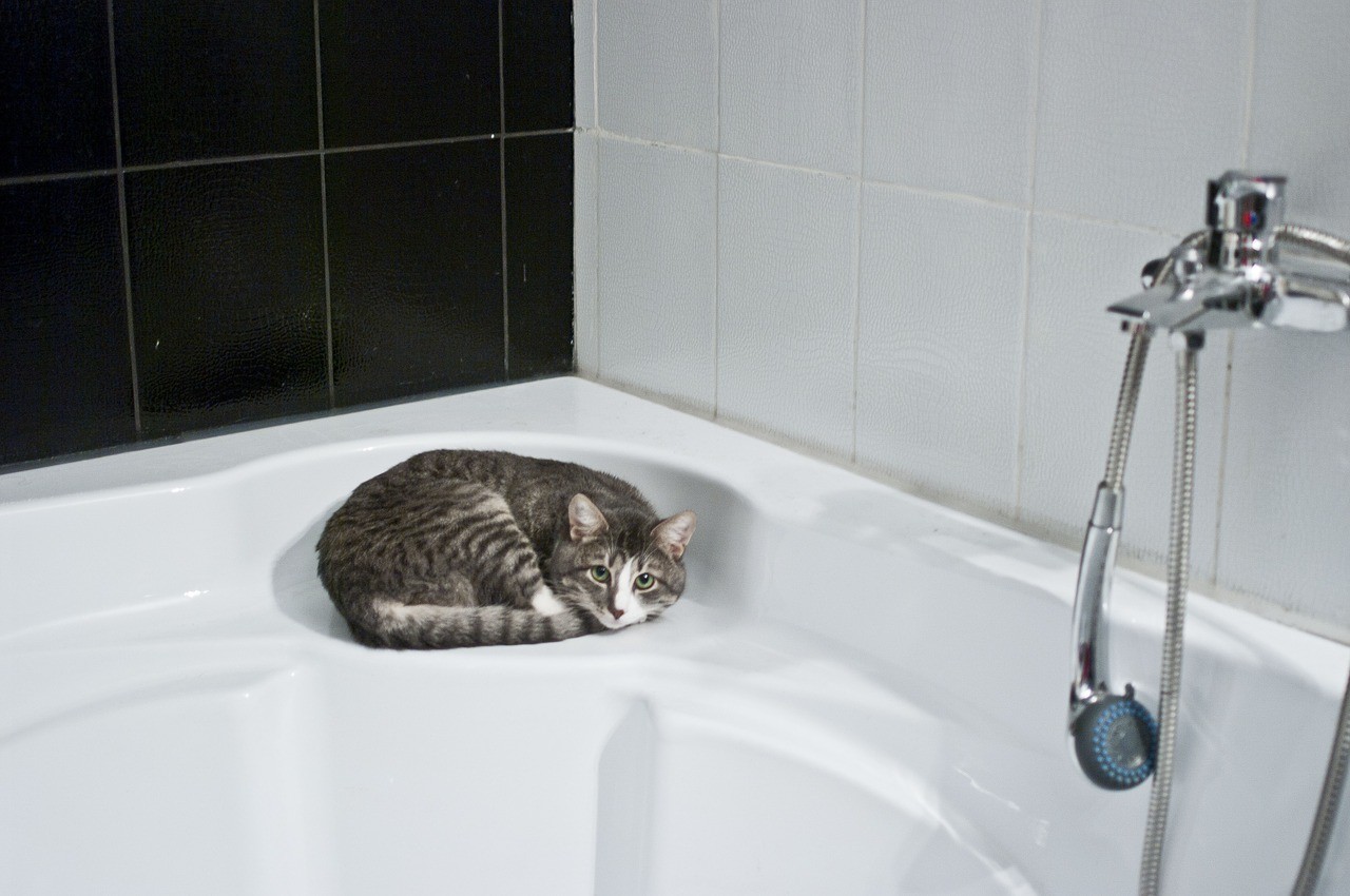 Donner Le Bain A Son Chat Pour Ou Contre