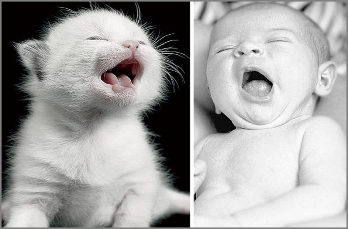 Les Chats Et Les Bebes